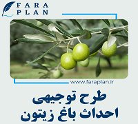 طرح توجیهی احداث باغ زیتون به مساحت 20 هکتار