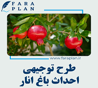 طرح توجیهی احداث باغ پرورش انار به مساحت 10 هکتار