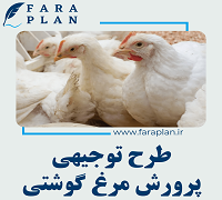 طرح توجیهی پرورش مرغ گوشتی