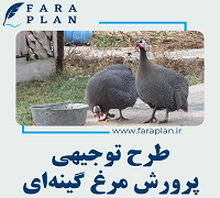 طرح توجیهی پرورش مرغ گینه ای (مرغ شاخدار)