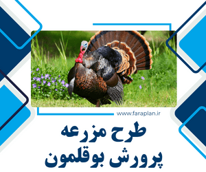 Turkey Farming
