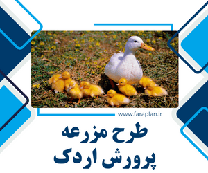 duck farming