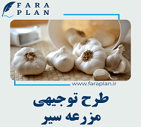 garlic farming