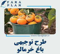 persimmon farming