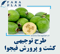 طرح توجیهی کشت و پرورش فیجوا